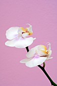 Phalaenopsis flowers (Phalaenopsis sp.)