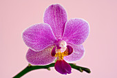 Phalaenopsis orchid (Phalaenopsis sp.)