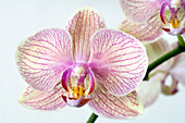 Phalaenopsis orchid (Phalaenopsis sp.)