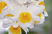 Dendrobium orchid (Dendrobium farmeri)