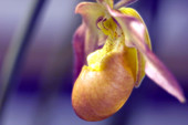 Orchid flower (Phragmipedium hybrid)