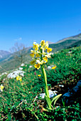 Orchid (Orchis pauciflora)
