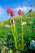 Pyramidal orchids(Anacamptis pyramidalis)