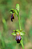 Dark bee orchid (Ophrys fusca)