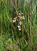 Marsh helleborine (Epipactis palustris)