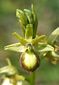 Ophrys sphegodes var. flavescens