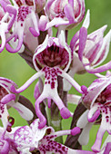 Monkey orchid (Orchis simia)