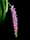 Aerides multiflora