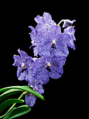 Vanda Manuvadee 'Sky'