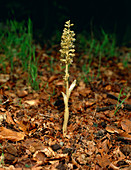 Birdsnest orchid