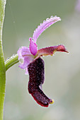Orchid flower (Ophrys bertolonii)