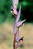 Tongue orchid (Serapias vomeracea)