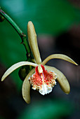 Great climbing orchid flower