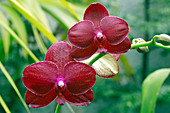 Phalaenopsis 'Ching Ruey's Blood-red Sun'