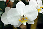 Phalaenopsis 'Cool Breeze'