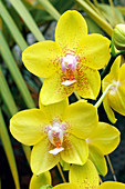 Phalaenopsis 'Golden Treasure'