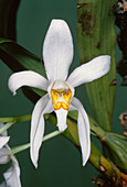 Orchid (Coelogyne corymbosa)