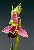 Orchid (Ophrys sp.)