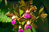 Orchids (Cattleya bicolor var. grossii)