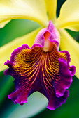 Orchid (Laeliocattleya sp.)