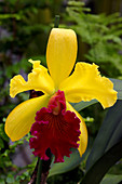 Orchid (Brassolaeliocattleya 'Alma Kee')