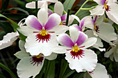 Pansy orchids (Miltoniopsis 'Twin Peaks')