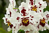 Orchids (Odontoglossum 'Anna Claire')
