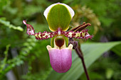 Moth orchid (Paphiopedilum 'Liemianum')