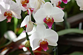 Orchids (Phalaenopsis 'Christa Wichmann')