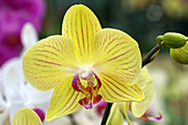 Moth orchids (Phalaenopsis 'Paulette')