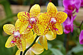 Moth orchids (Phalaenopsis 'Princess')