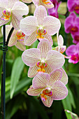 Moth orchids (Phalaenopsis 'Showpiece')