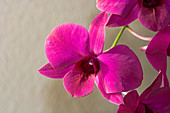 Orchids (Dendrobium 'Sena Red')