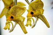 Orchid flowers (Stanhopea oculata)