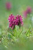 Northern marsh orchid