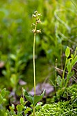 Lesser twayblade (Listera cordata)