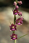 Epipactis atrorubens orchid