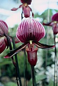 Orchid (Paphiopedilum 'black jack')