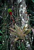 The bromeliad,Tillandsia,in Brazil