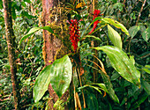 Epiphytic bromeliad plants,Pitcairnia