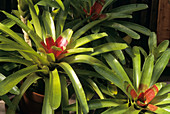 Bromeliad plants (Neoregelia compacta)