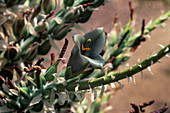 Puya sp. bromeliad flower