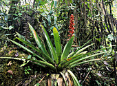 Bromeliad plant