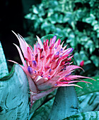 Aechmea fasciata flower