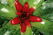 Bromeliad plant (Neoregelia sp.)