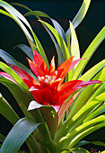 Bromelia flower