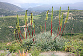 Bromeliad (Puya aequatorialis)