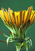 Dandelion flower,Taraxacum officinale