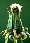 Dandelion seed head,Taraxacum officinale