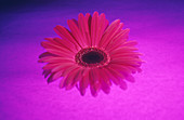 Gerbera flower